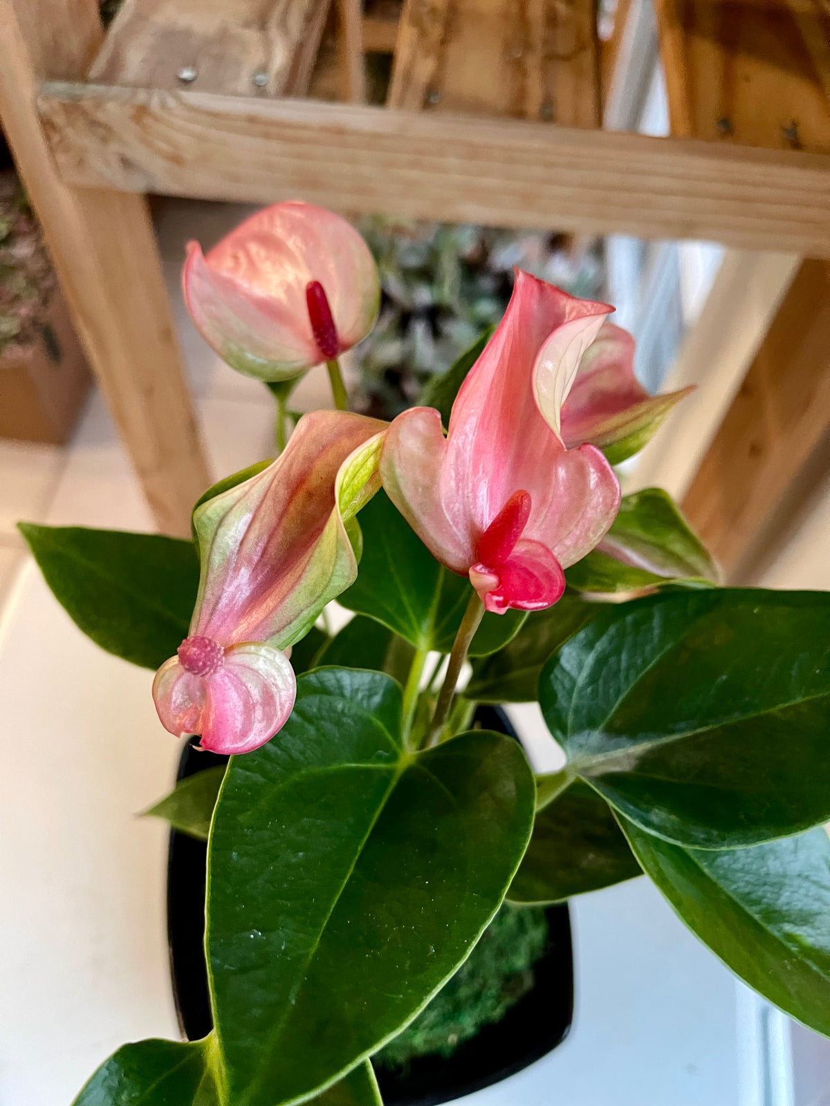 anthurium kokedama care Petite Pink Anthurium Kokedama – Plants & What Knot