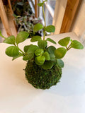 Peperomia Hope Kokedama