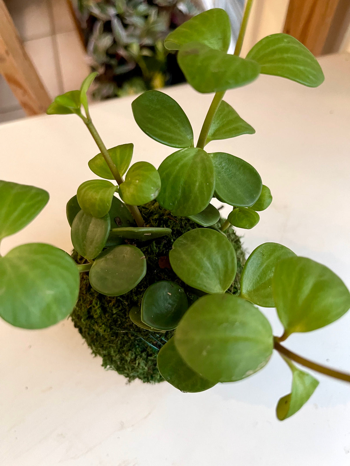 Peperomia Hope Kokedama