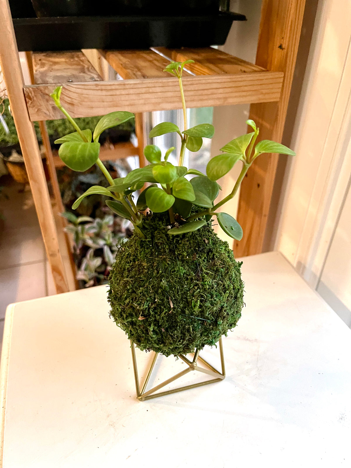 Peperomia Hope Kokedama