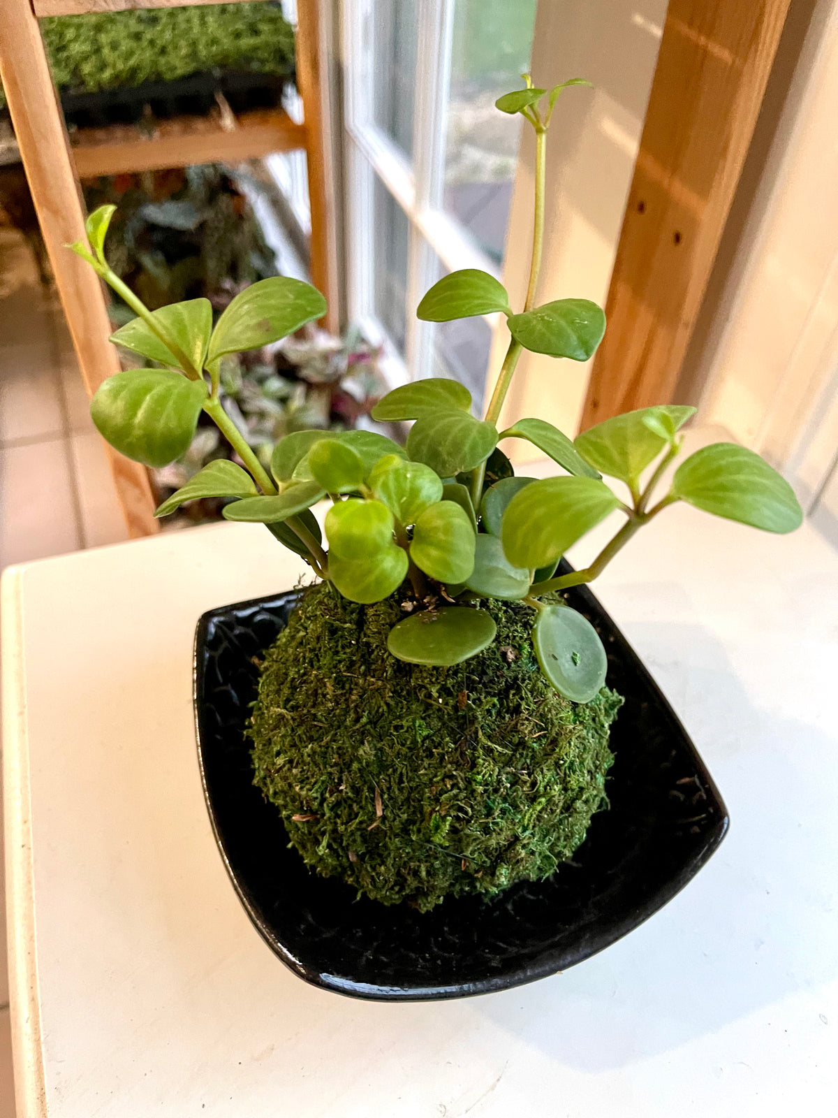 Peperomia Hope Kokedama
