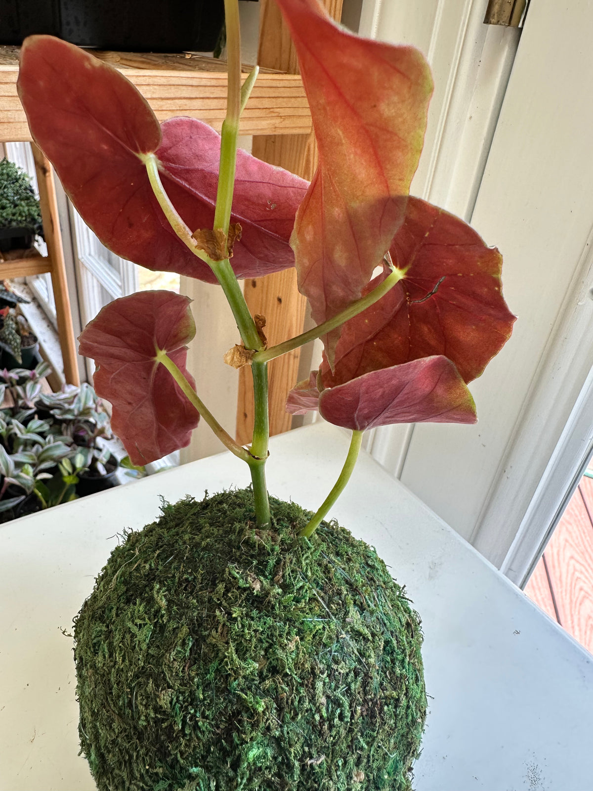 Begonia Maculata Kokedama