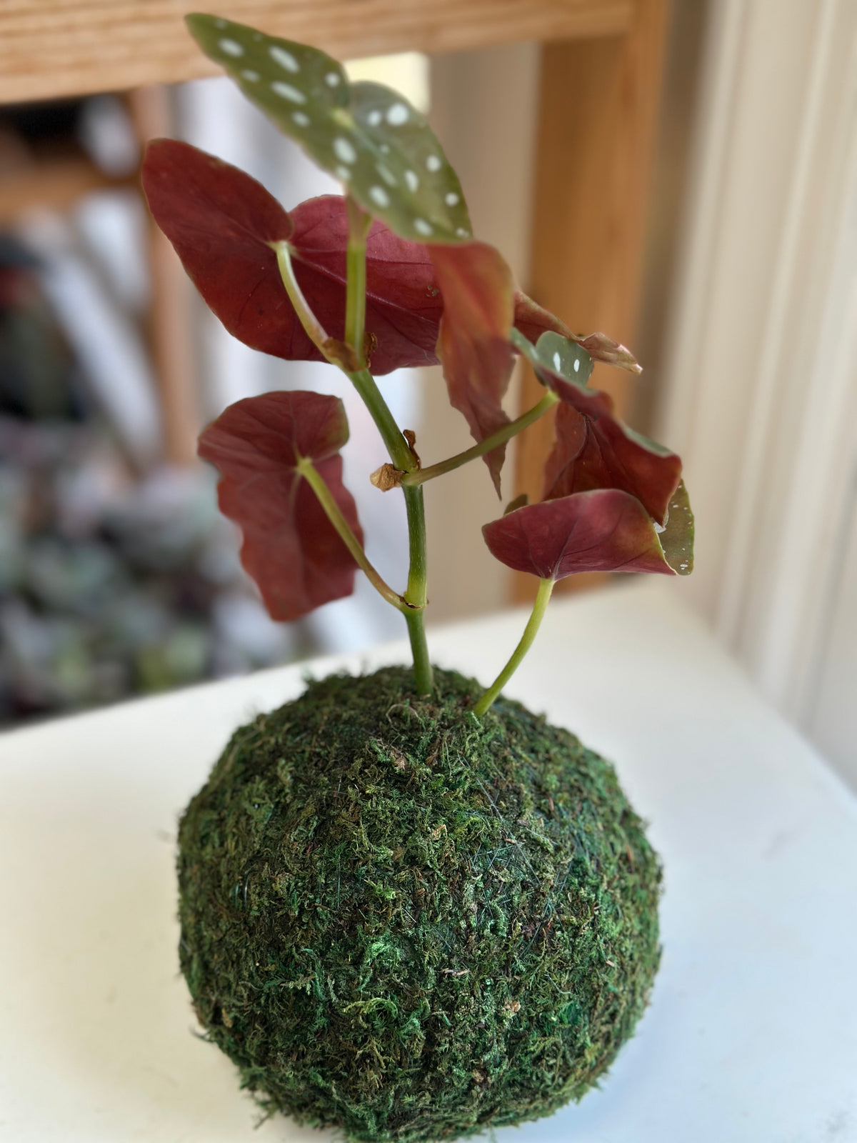 Begonia Maculata Kokedama