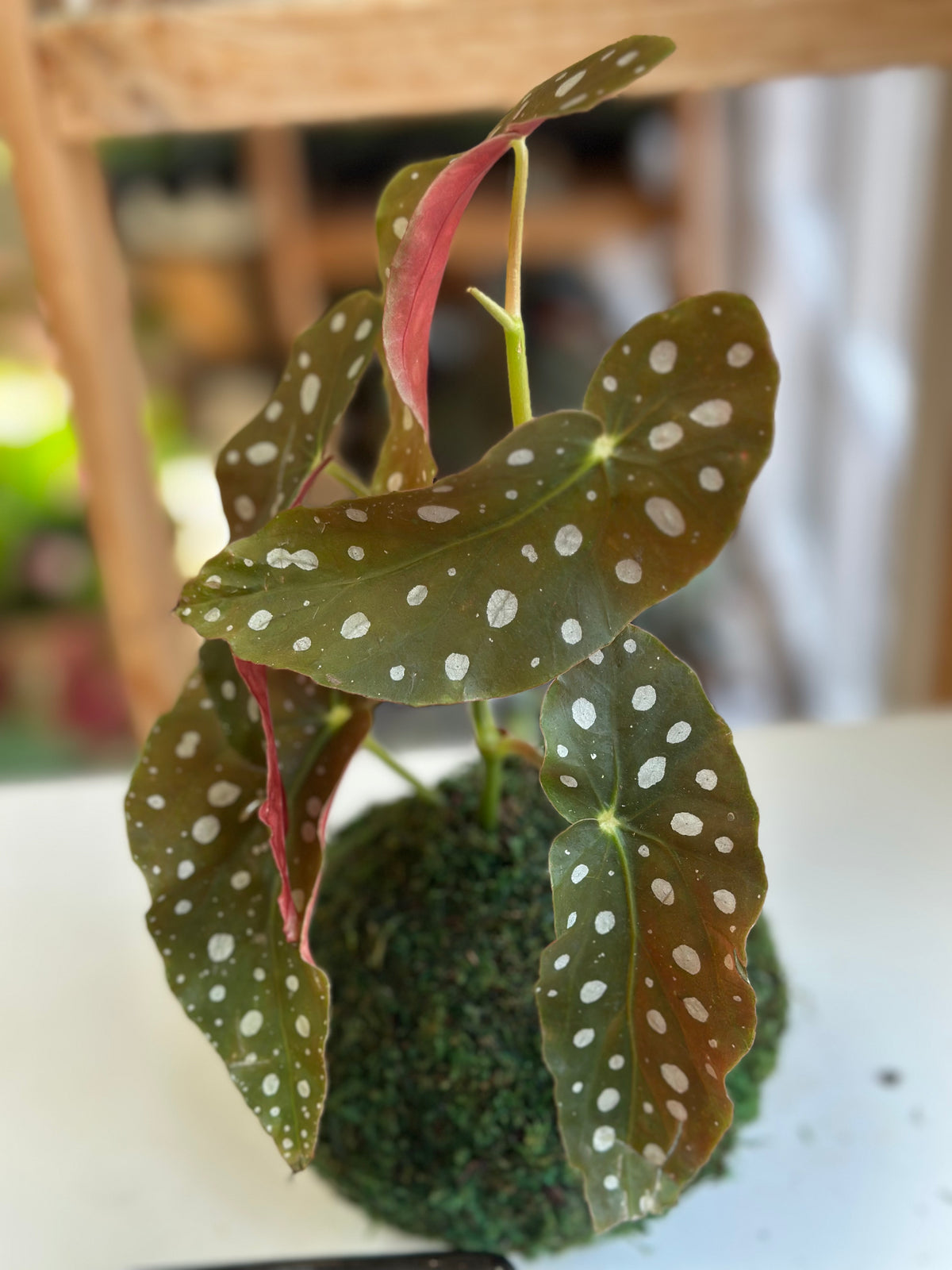 Begonia Maculata Kokedama