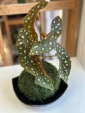 Begonia Maculata Kokedama