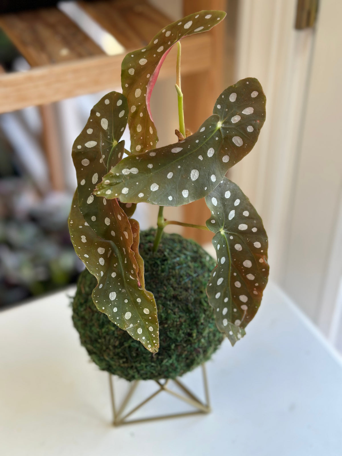 Begonia Maculata Kokedama