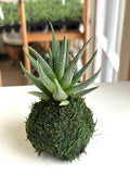 Mini Haworthia Concolor Kokedama