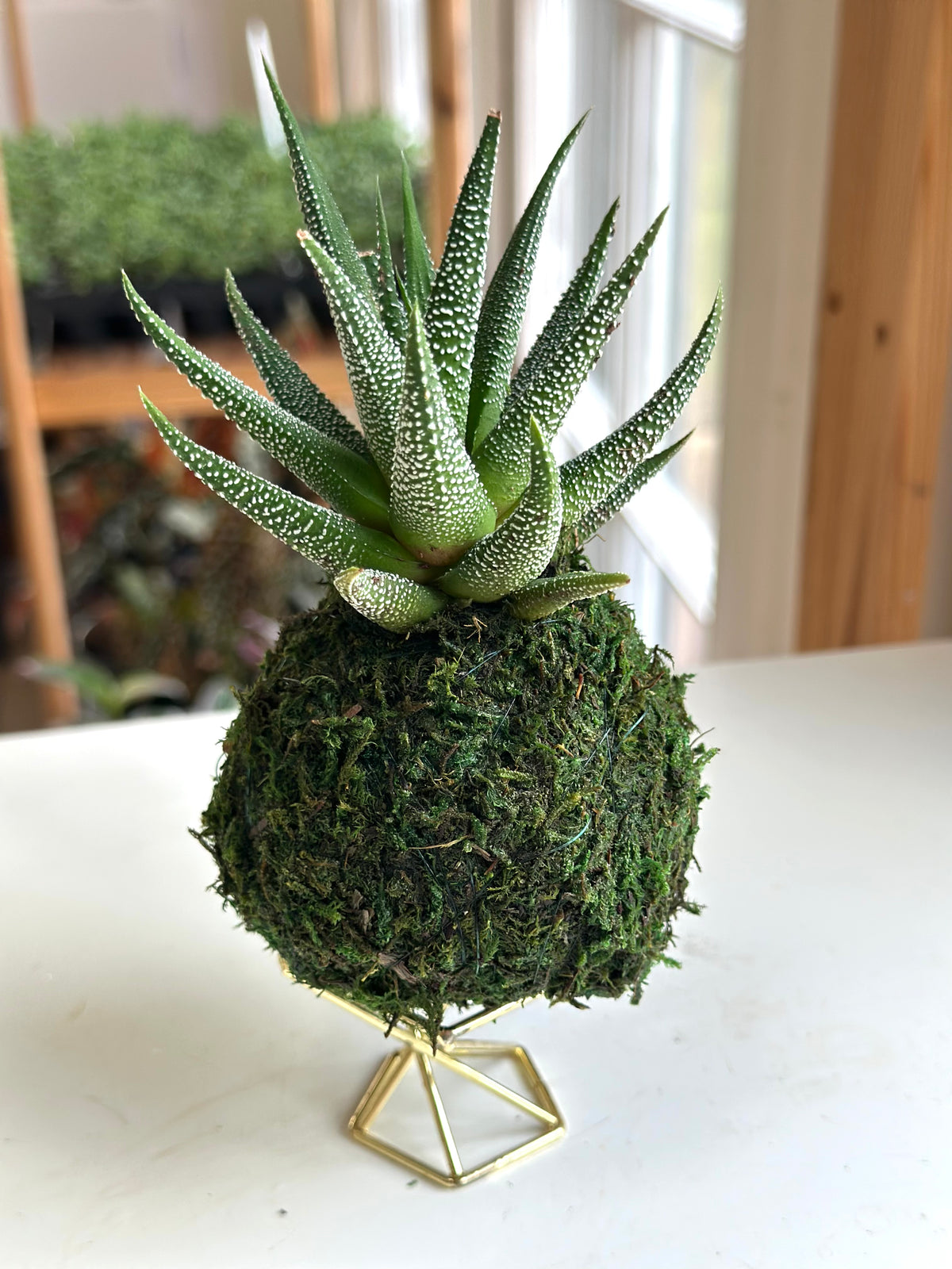 Mini Haworthia Concolor Kokedama