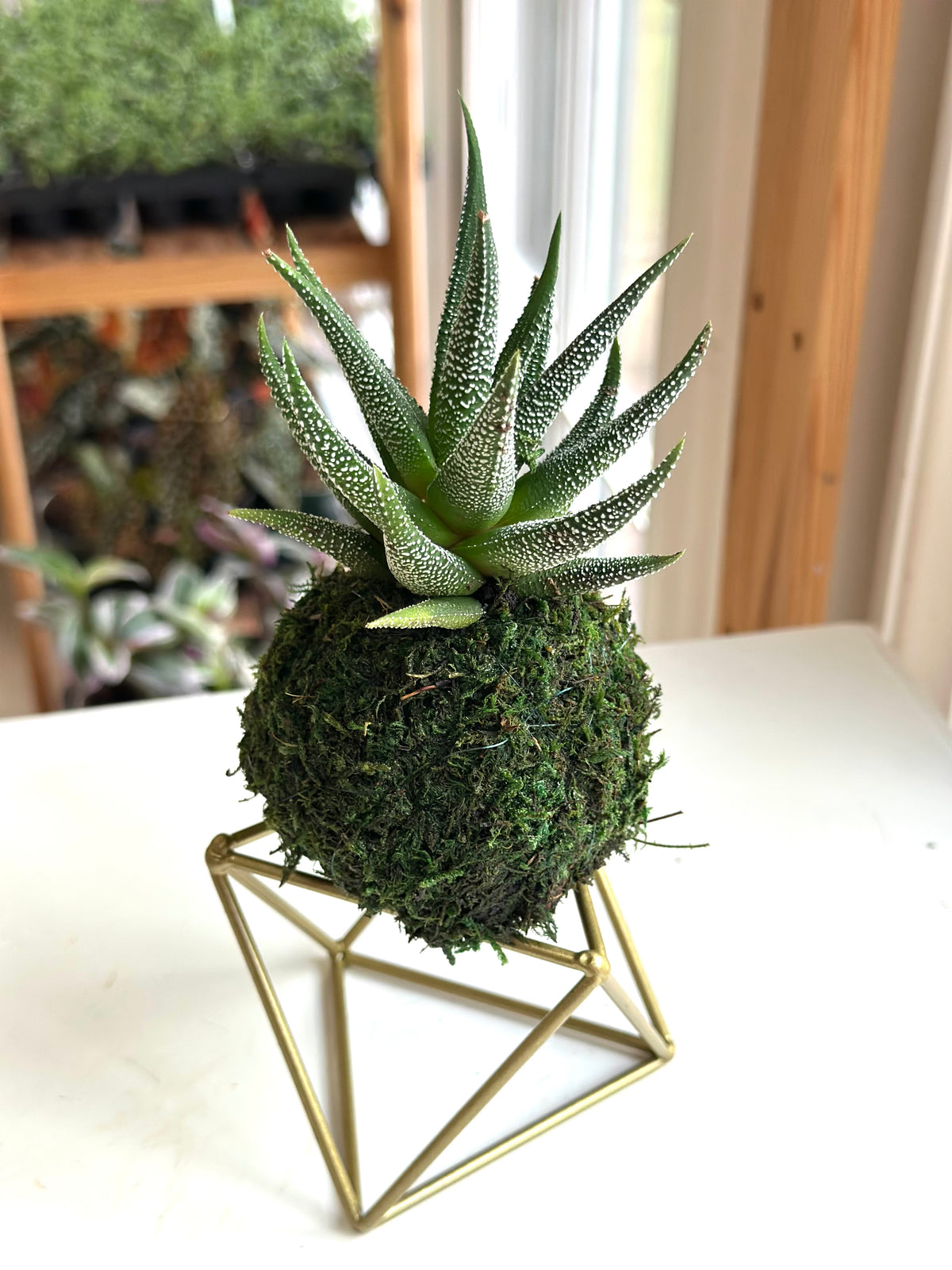 Mini Haworthia Concolor Kokedama