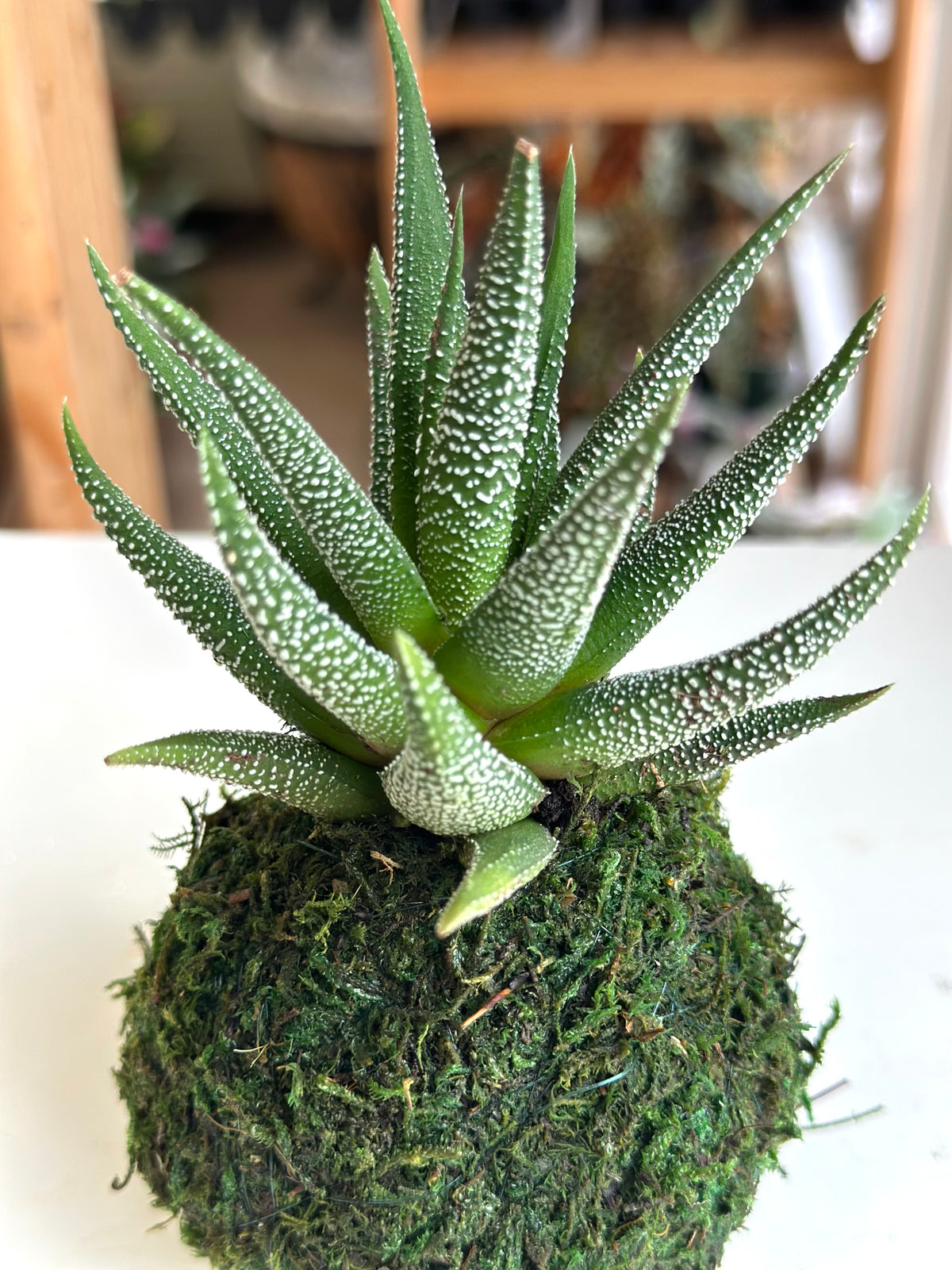 Mini Haworthia Concolor Kokedama