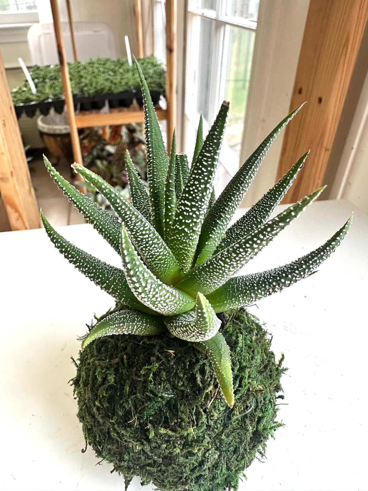 Mini Haworthia Concolor Kokedama
