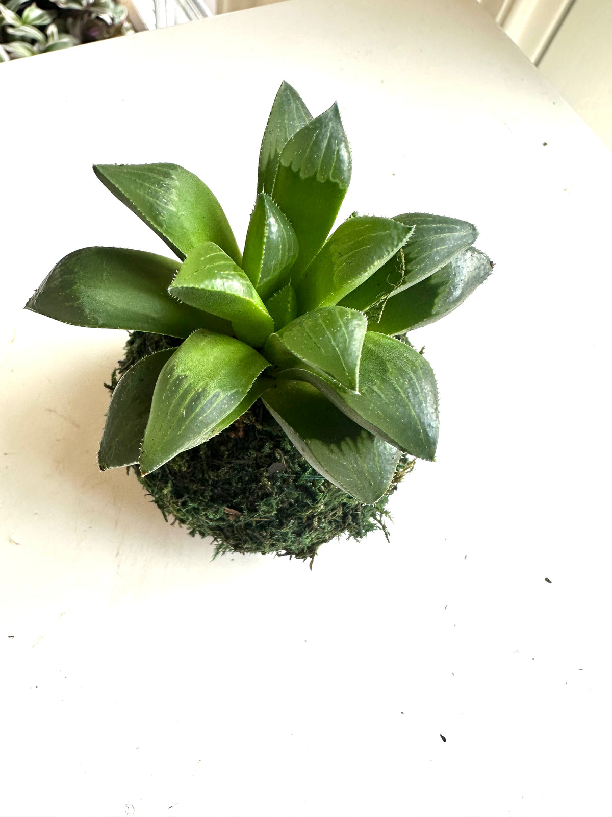Mini Haworthia Retusa Kokedama