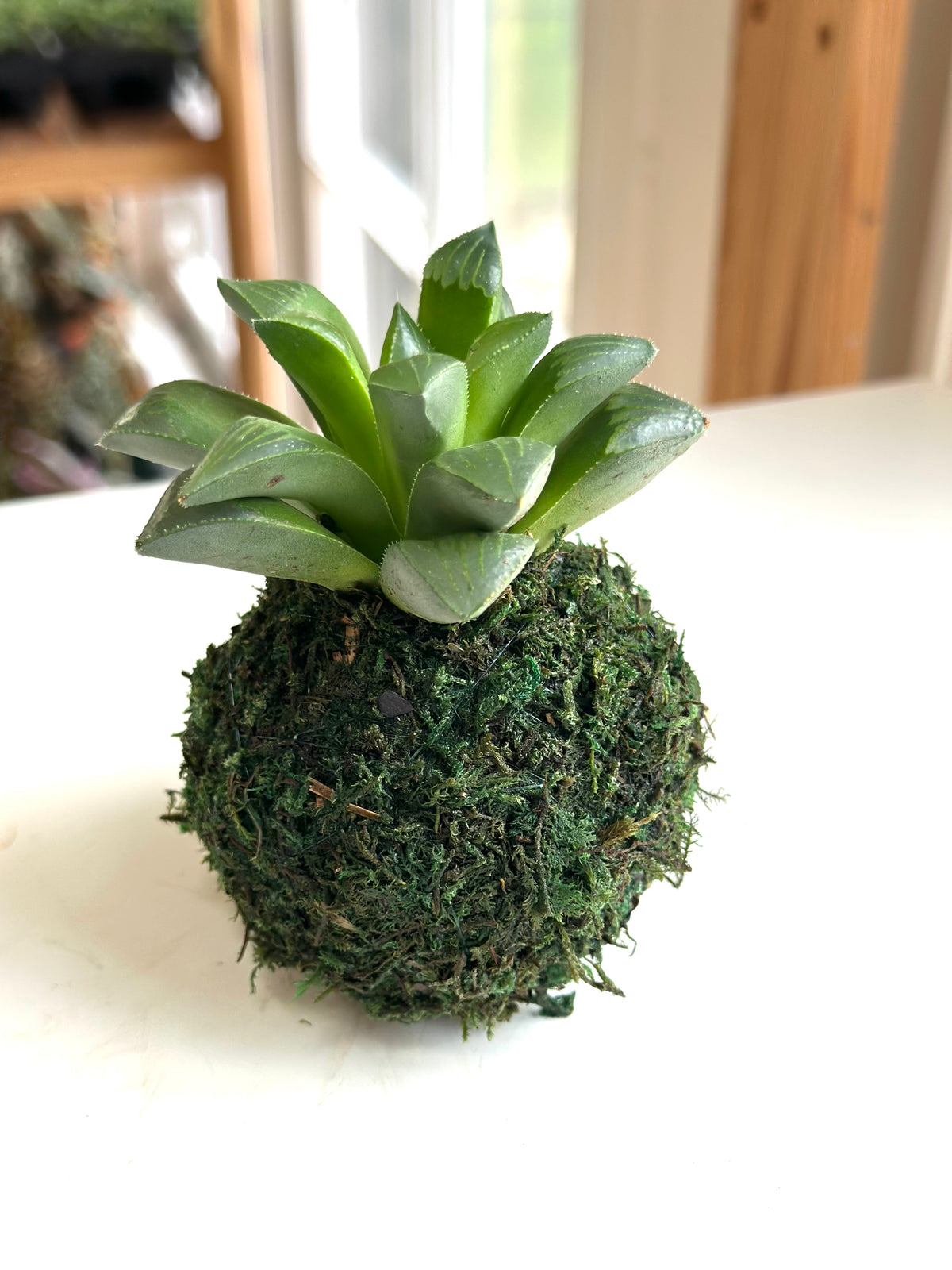Mini Haworthia Retusa Kokedama