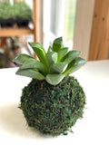 Mini Haworthia Retusa Kokedama