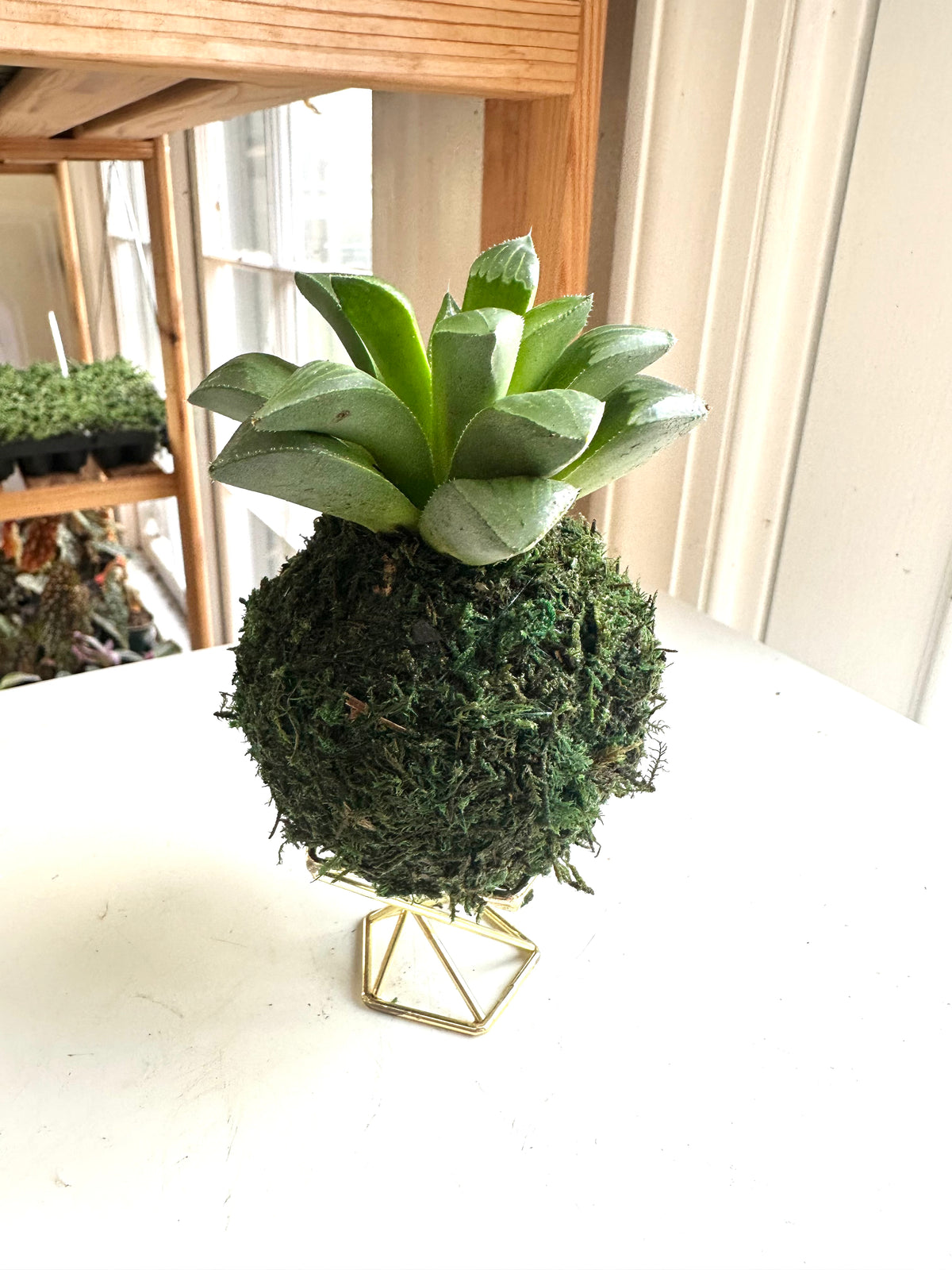 Mini Haworthia Retusa Kokedama