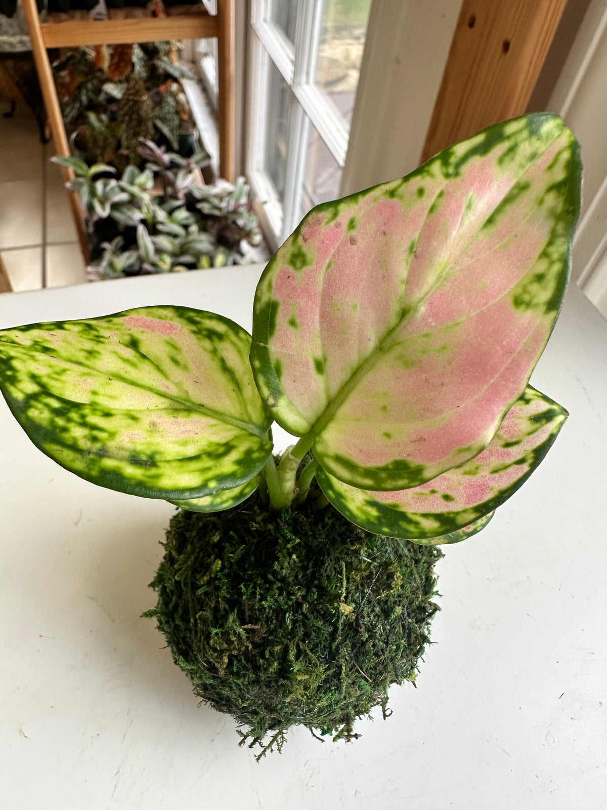 Mini Red Zircon Aglaonema Kokedama