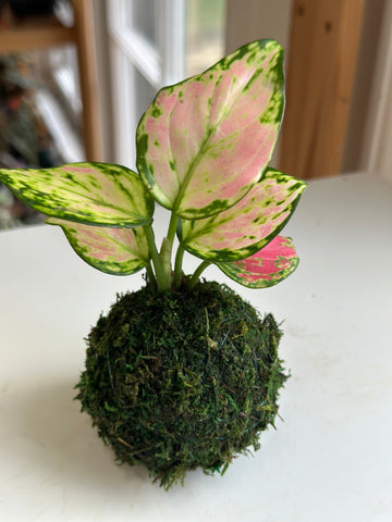 red zircon aglaonema Red Valentine Aglaonema Mini Kokedama – Plants & What Knot