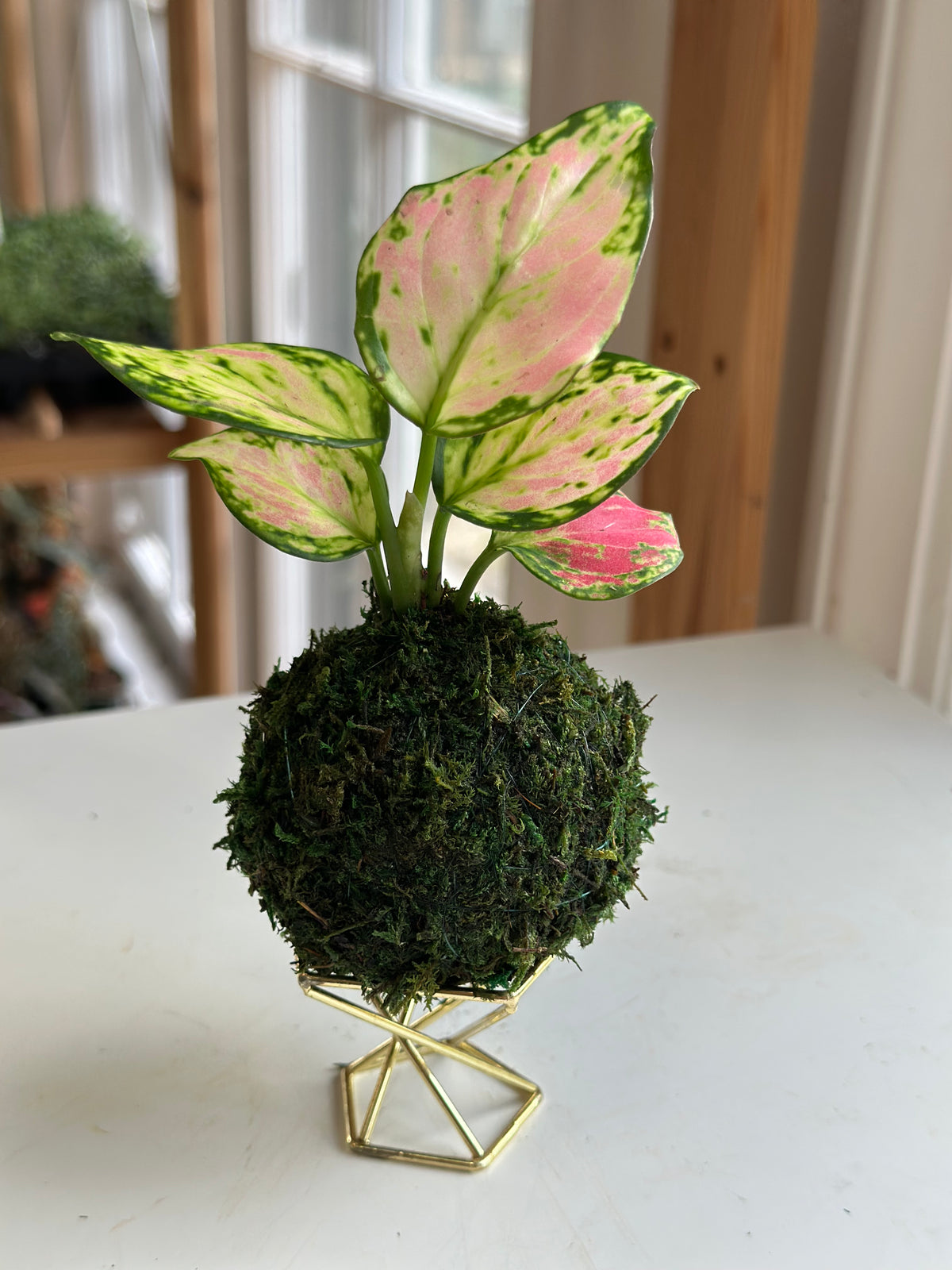 Mini Red Zircon Aglaonema Kokedama