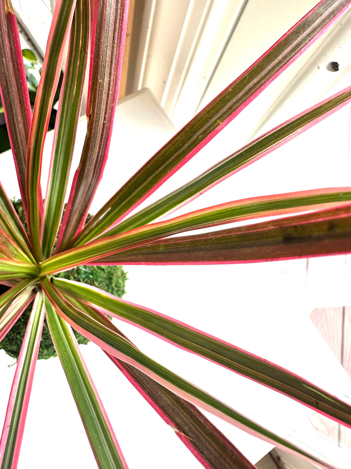 Dracaena Marginata ‘Colorama’ Dragon Tree Kokedama