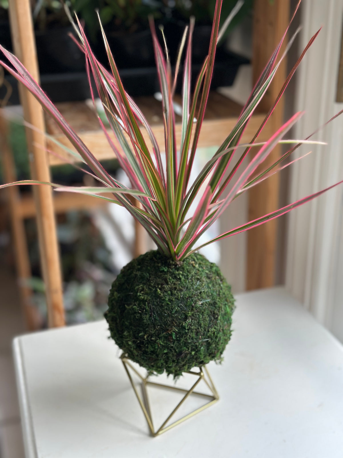 Dracaena Marginata ‘Colorama’ Dragon Tree Kokedama
