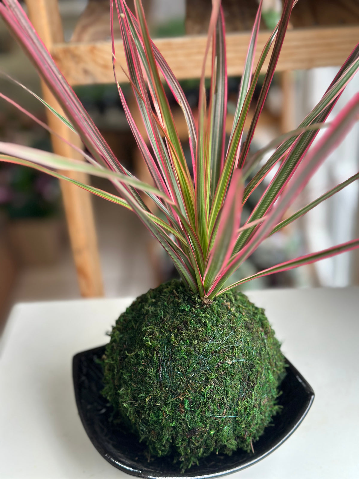 Dracaena Marginata ‘Colorama’ Dragon Tree Kokedama