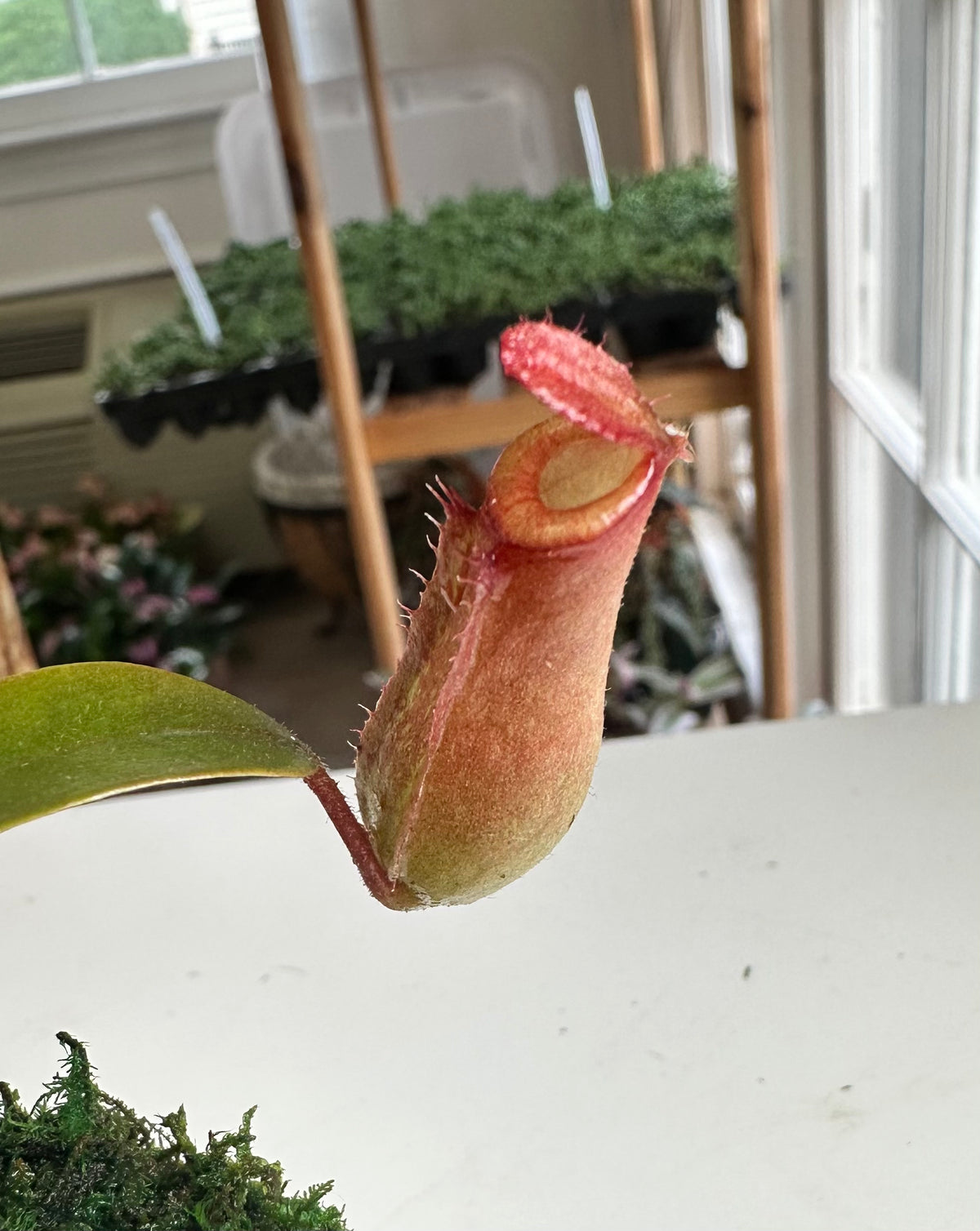 Mini Pitcher Plant Kokedama