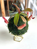 Mini Pitcher Plant Kokedama