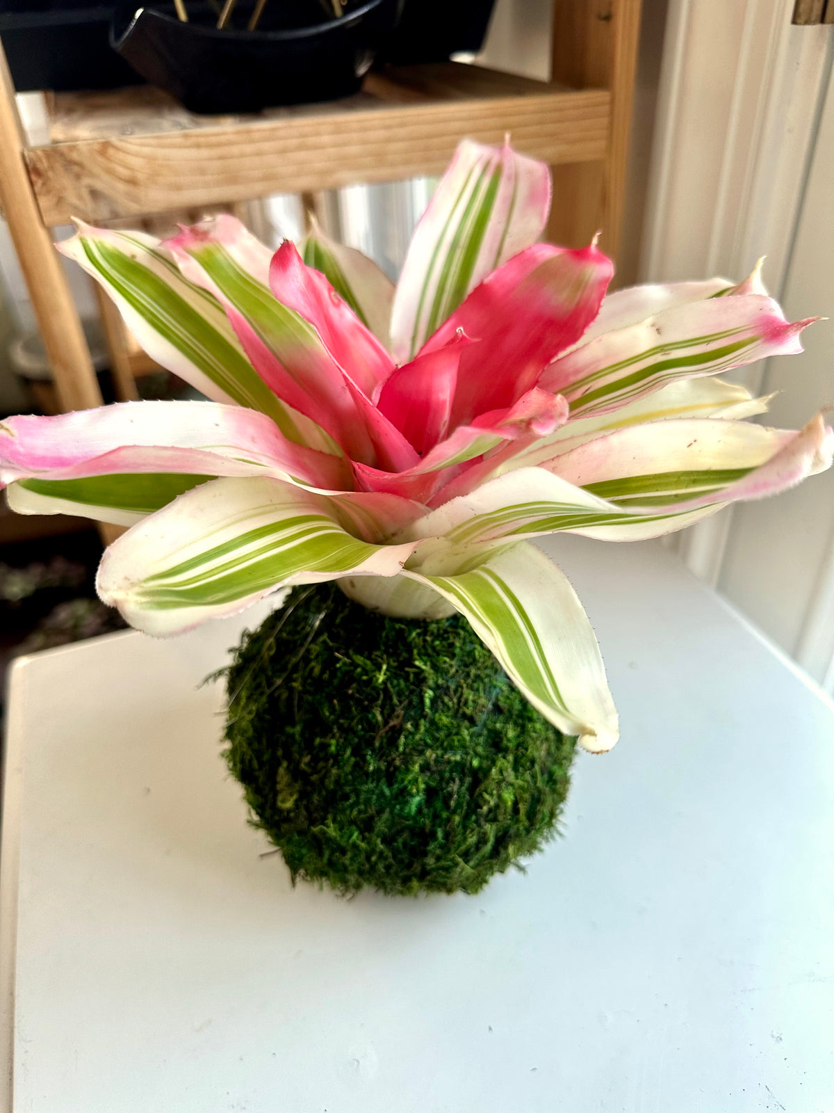 Van Durme Neoregelia Kokedama
