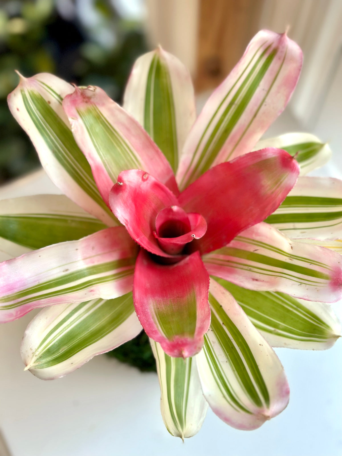 Van Durme Neoregelia Kokedama