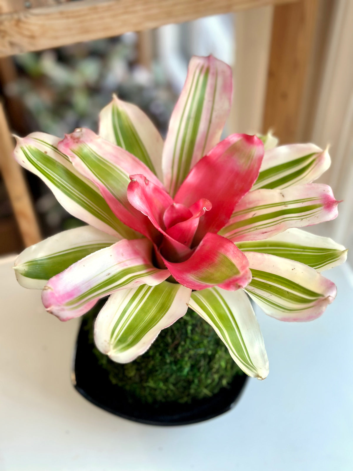 Van Durme Neoregelia Kokedama