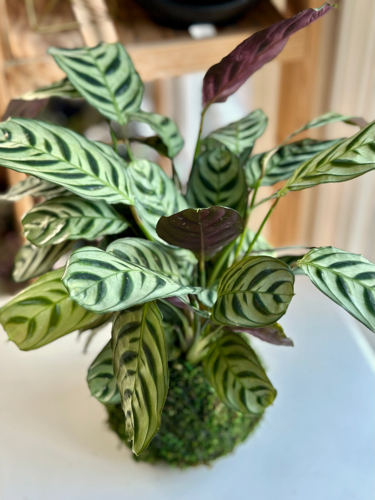 Calathea Burle Marxii Kokedama