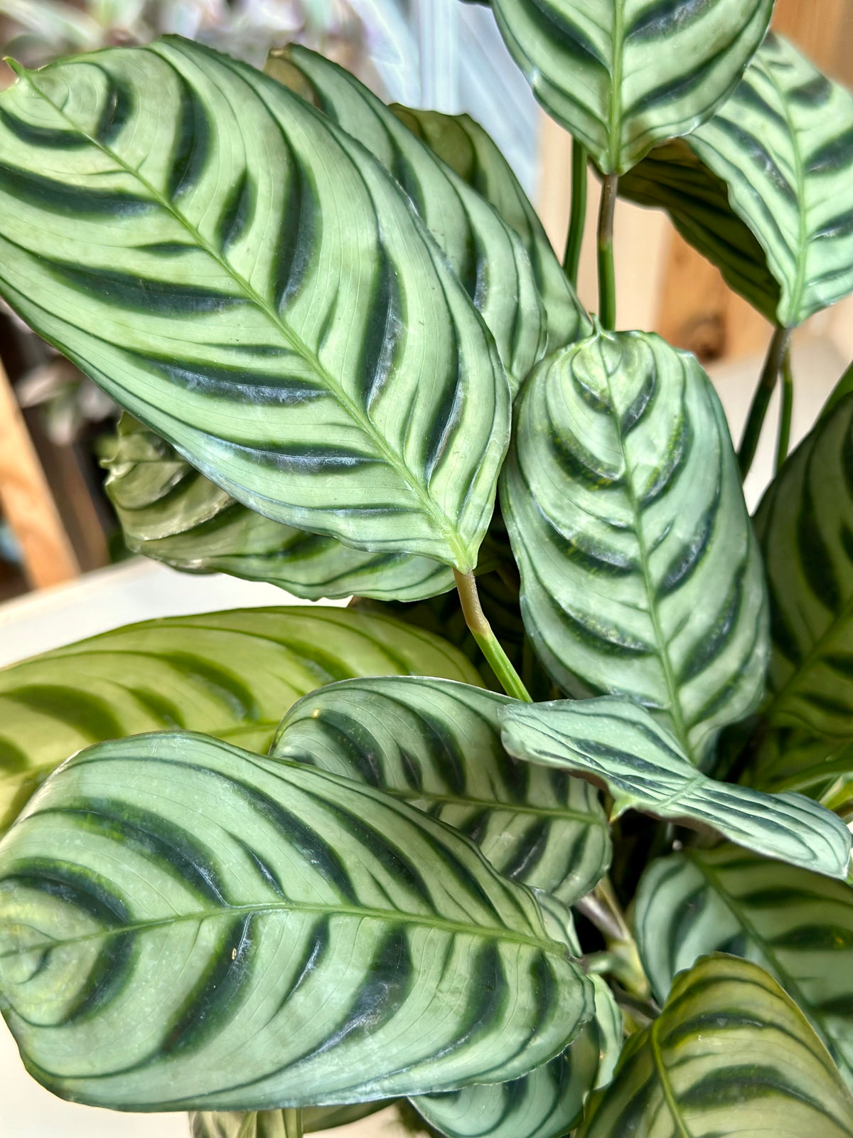 Calathea Burle Marxii Kokedama