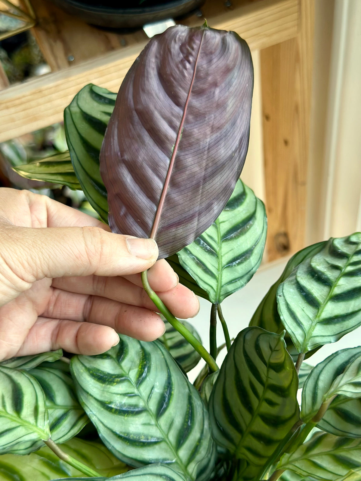 Calathea Burle Marxii Kokedama