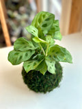 Green Maranta Prayer Plant Kokedama