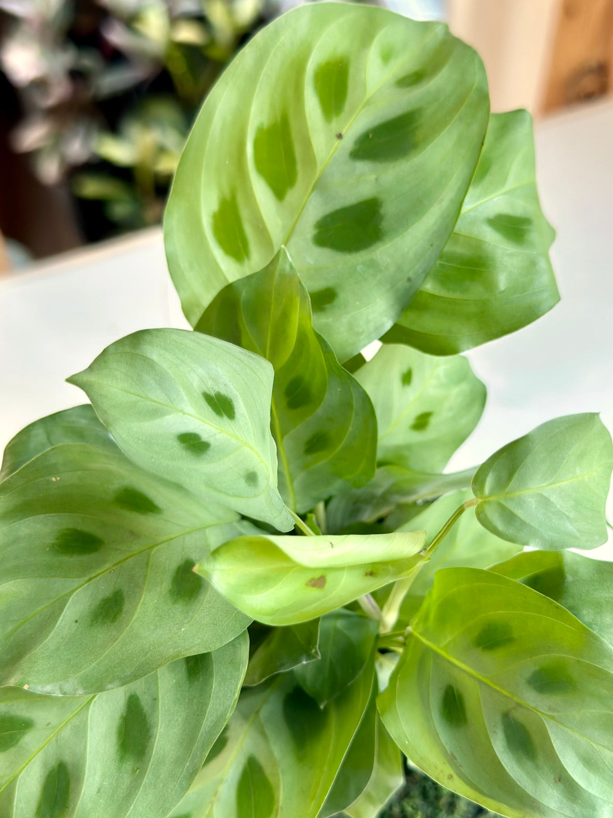 Green Maranta Prayer Plant Kokedama