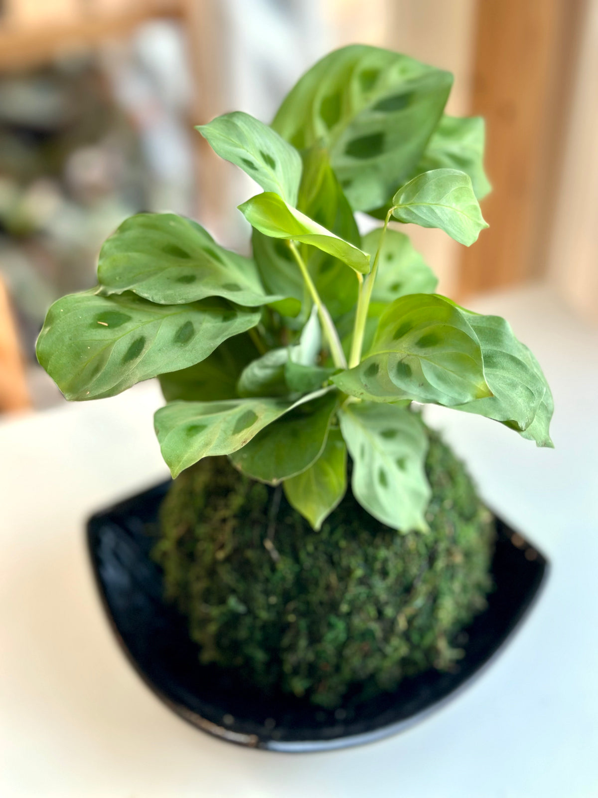Green Maranta Prayer Plant Kokedama