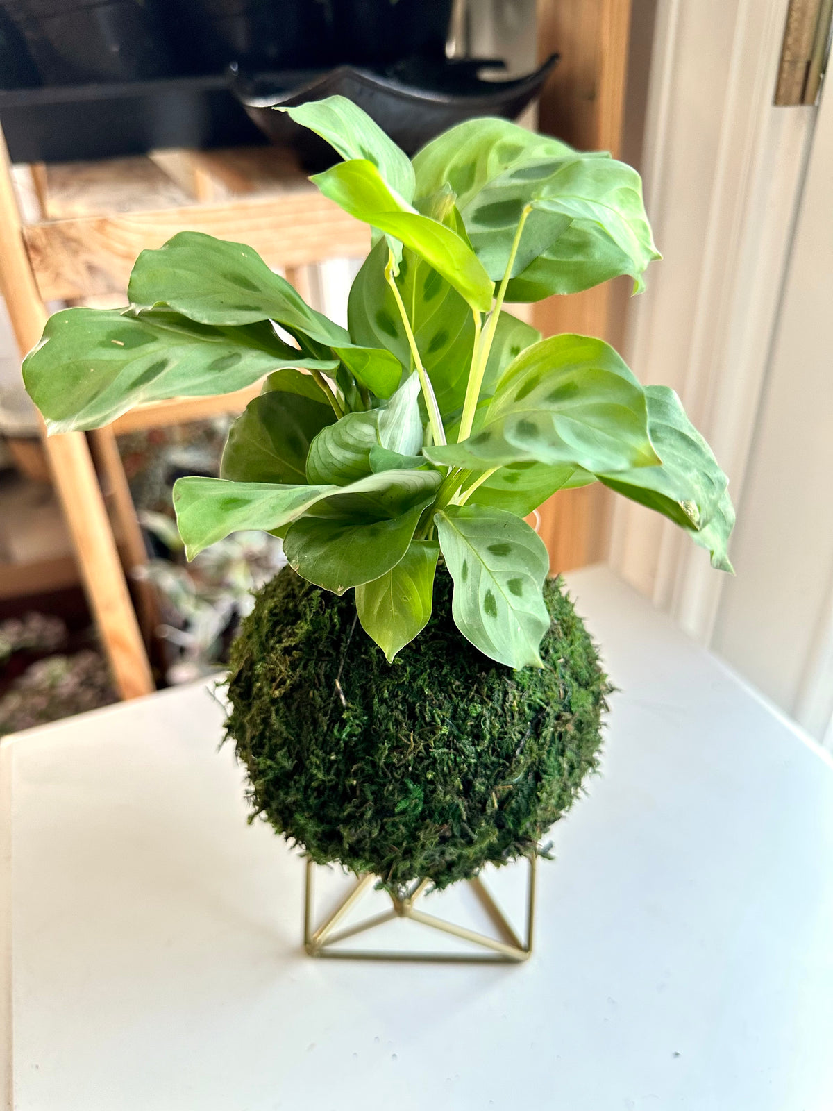 Green Maranta Prayer Plant Kokedama