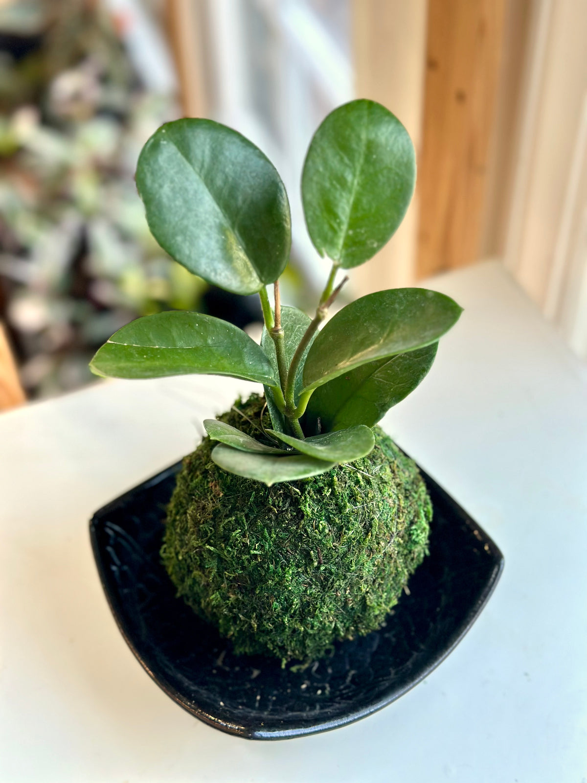 Hoya Australis Kokedama