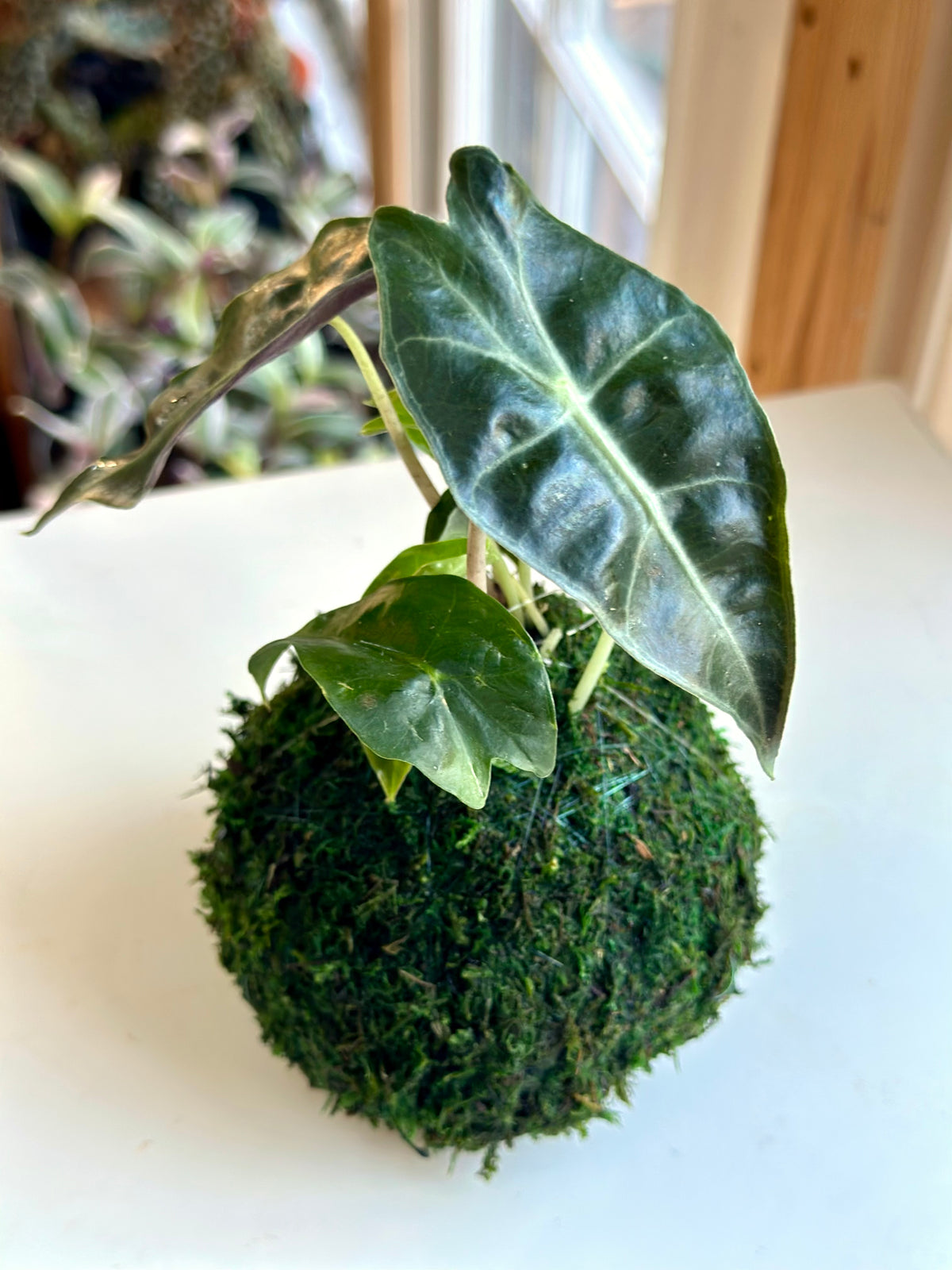 Alocasia Polly Kokedama