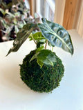 Alocasia Polly Kokedama