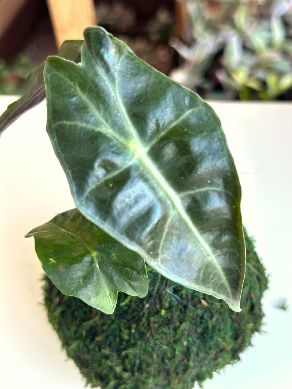 Alocasia Polly Kokedama