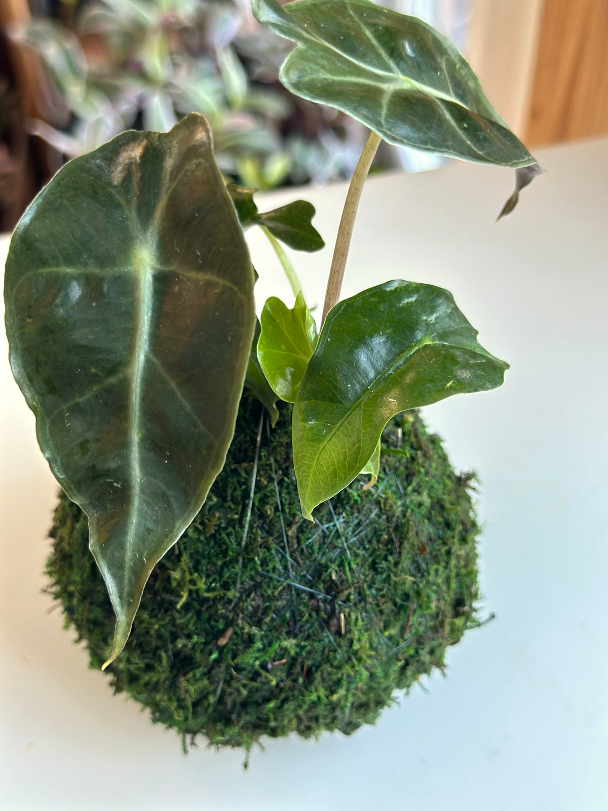 Alocasia Polly Kokedama
