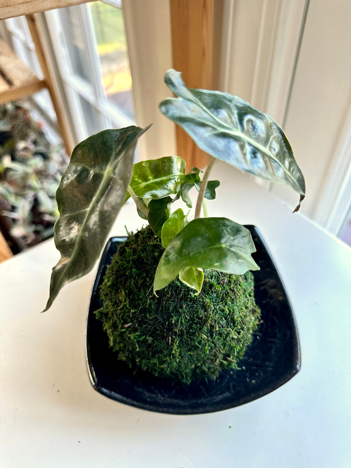 Alocasia Polly Kokedama