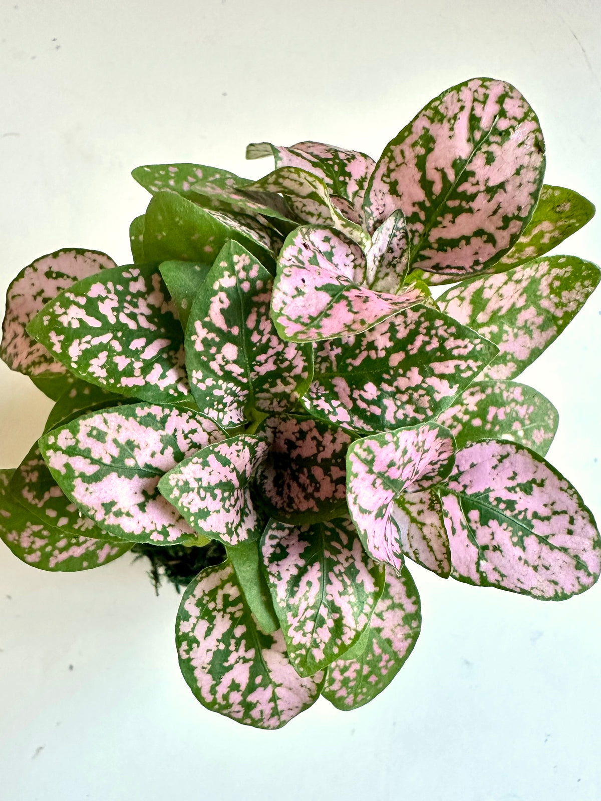 Mini Pink Polka Dot Kokedama