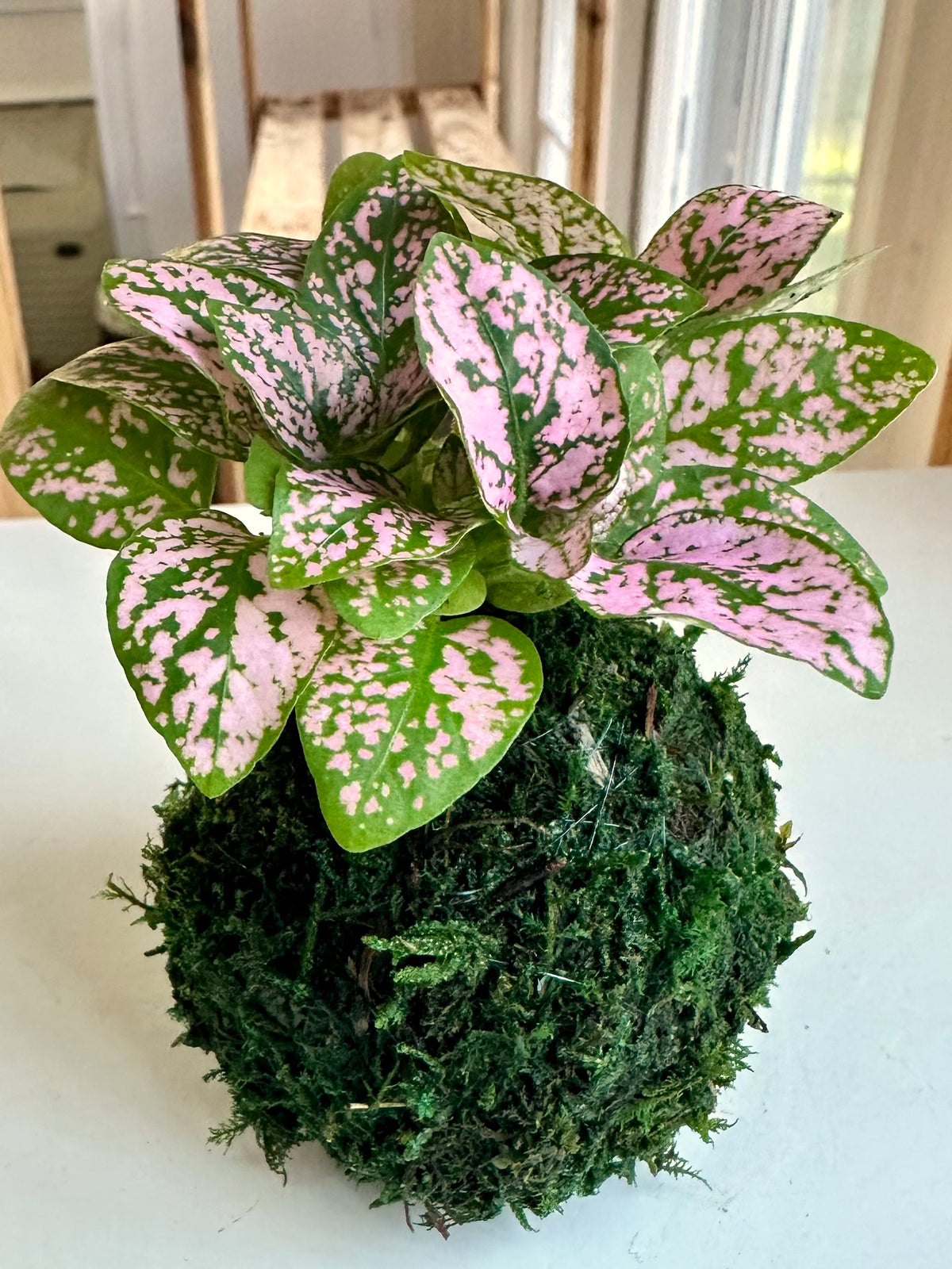 Mini Pink Polka Dot Kokedama