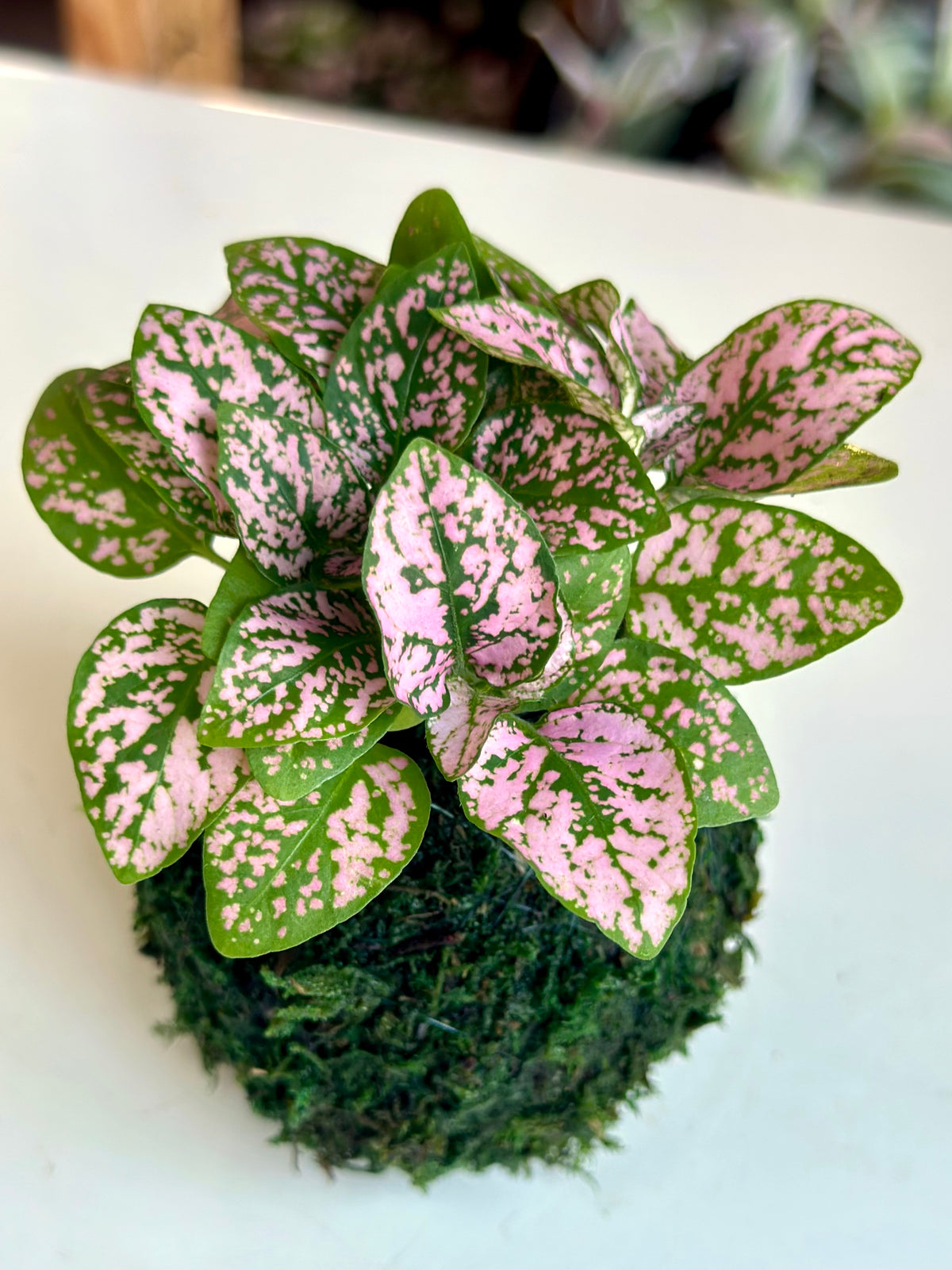 Mini Pink Polka Dot Kokedama