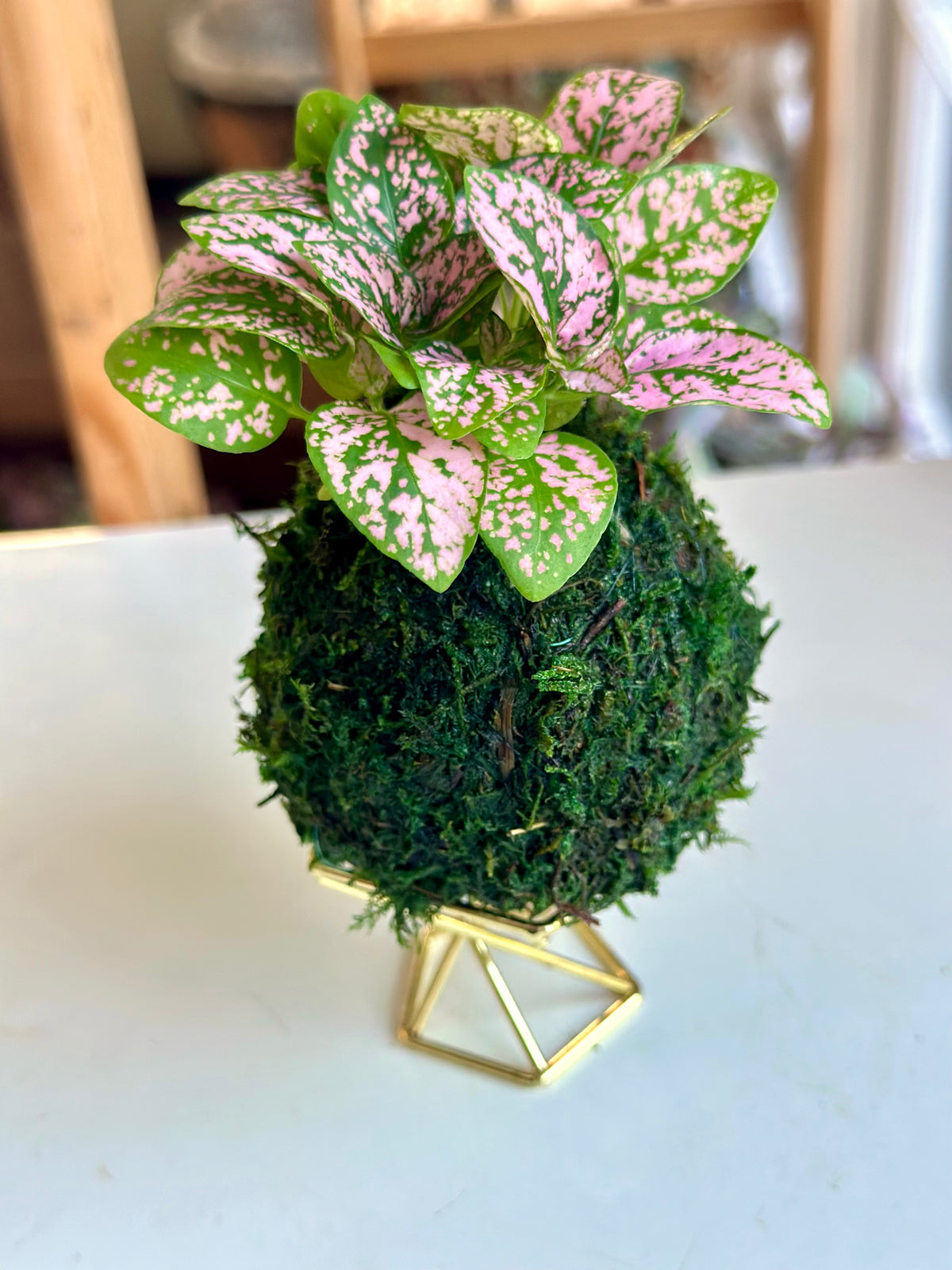 Mini Pink Polka Dot Kokedama