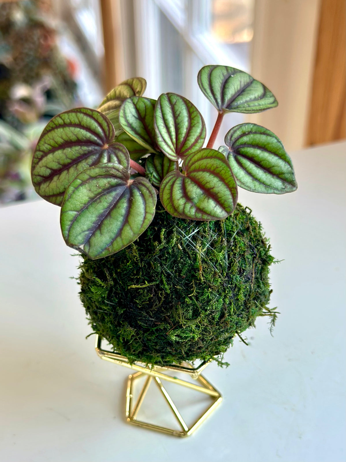 Mini Peperomia Piccolo Banda Kokedama