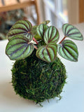 Mini Peperomia Piccolo Banda Kokedama