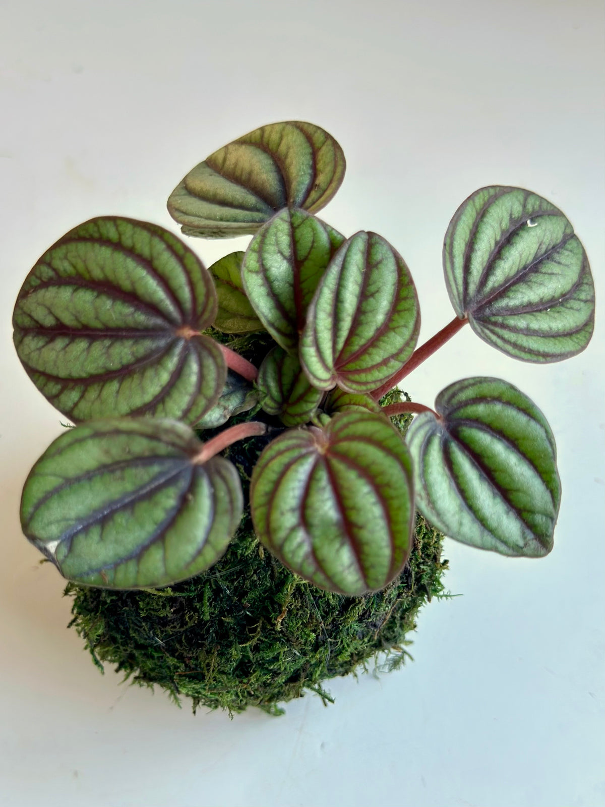 Mini Peperomia Piccolo Banda Kokedama